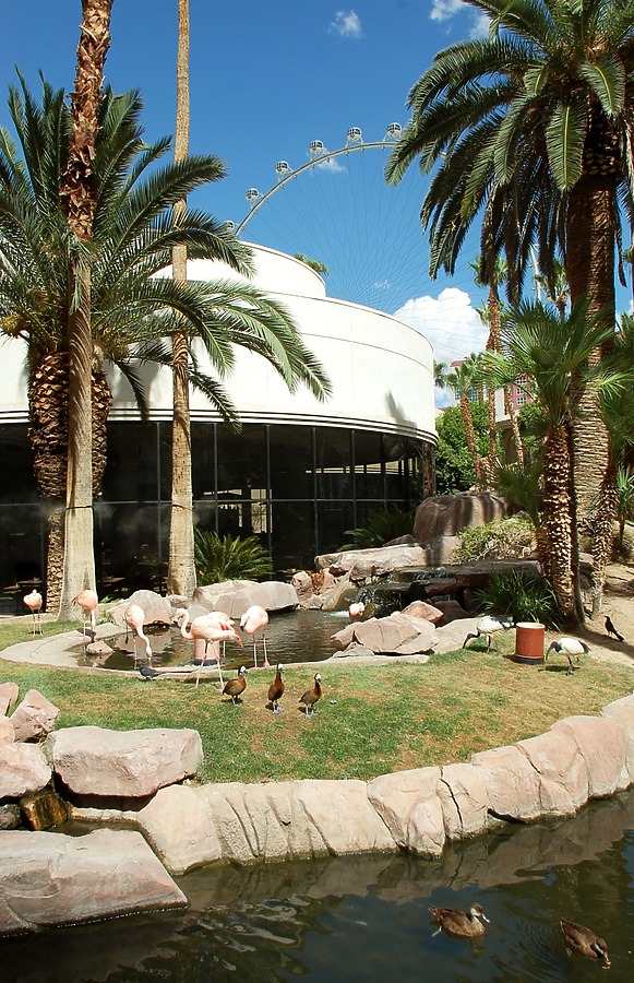 Ducks and flamingos in the garden