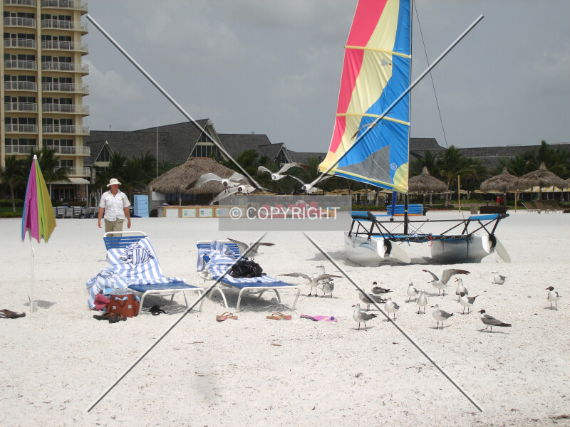 Sea gulls stealing food from on a sun bed