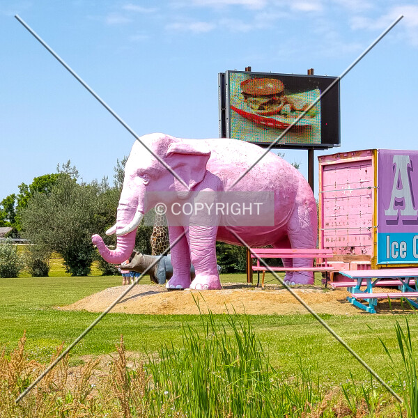 Pink Elephant