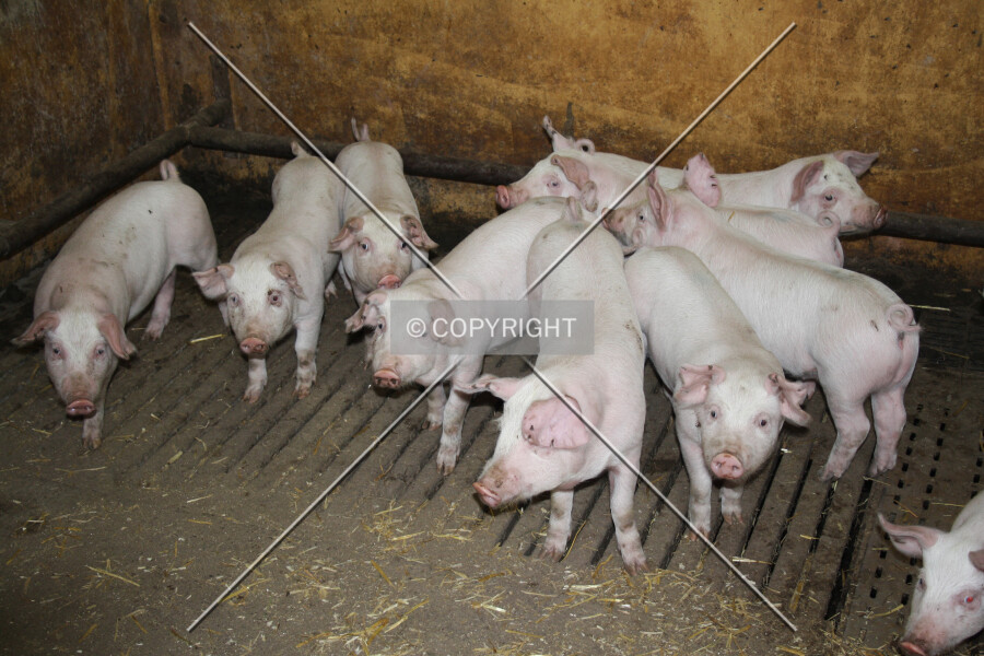 Photo 218-737-281