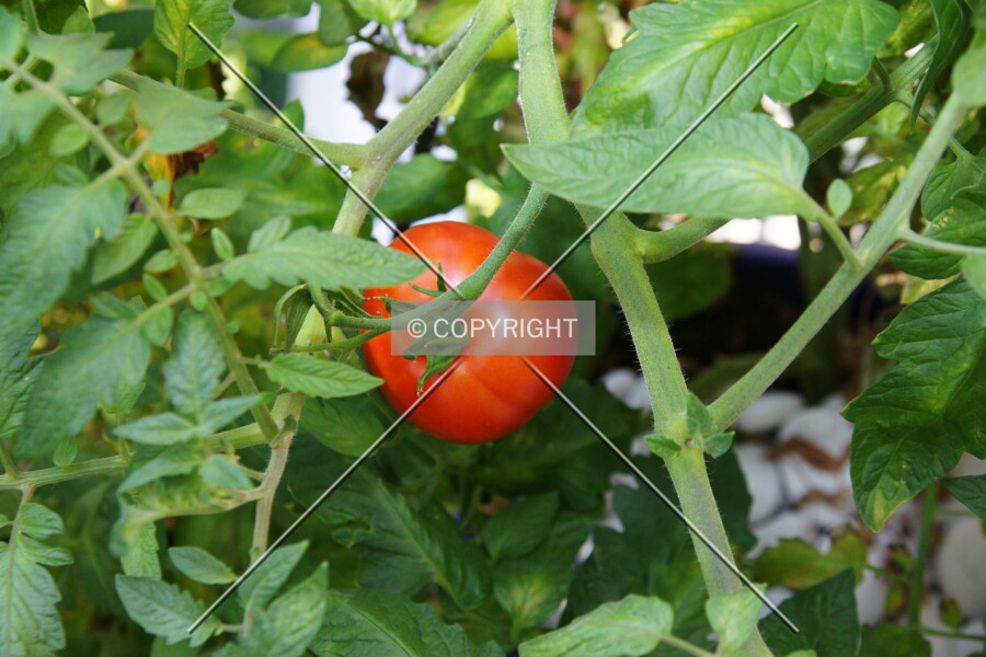 Tomato