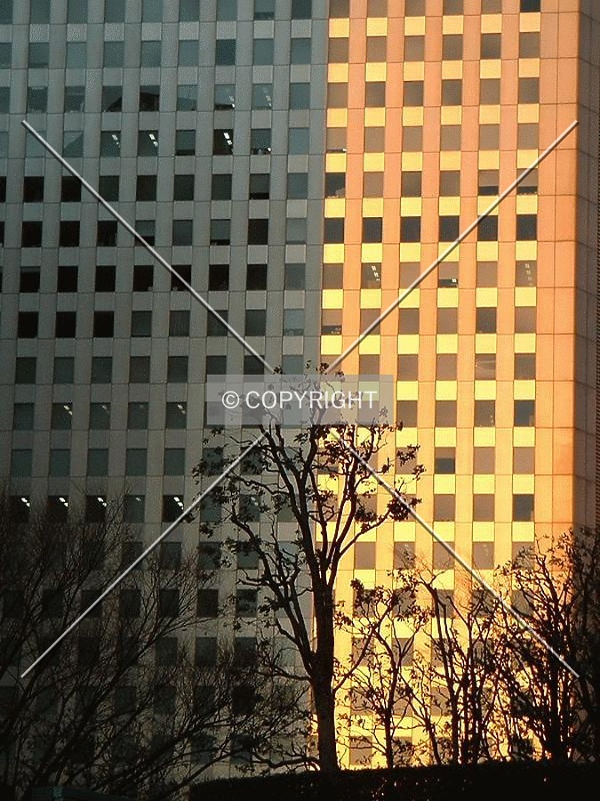 Trees in fall in the city
