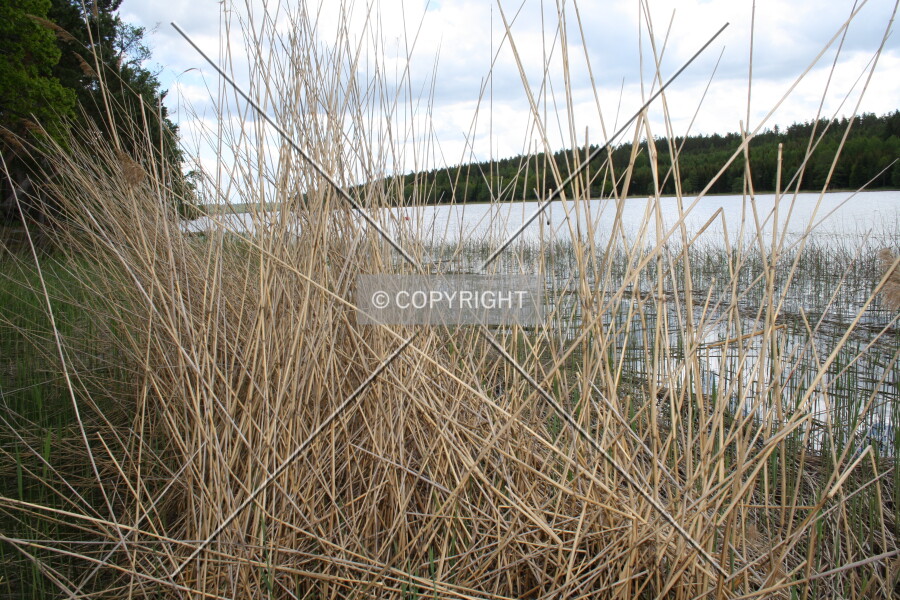 Photo 255-080-841