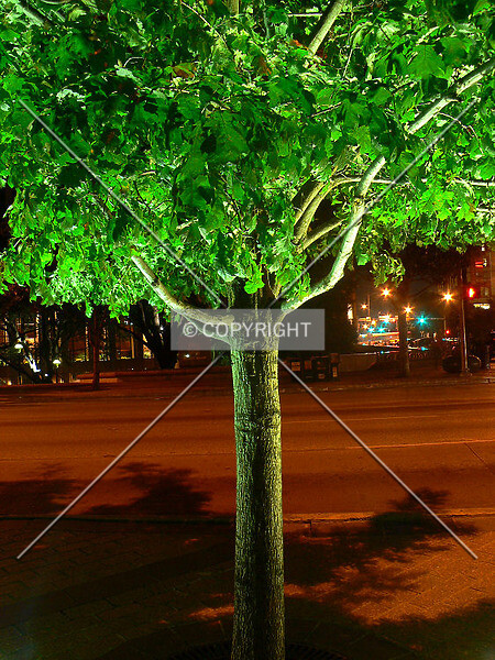 Photo 345-069-278