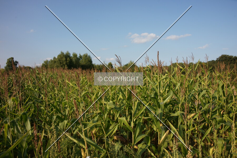 A cornfield
