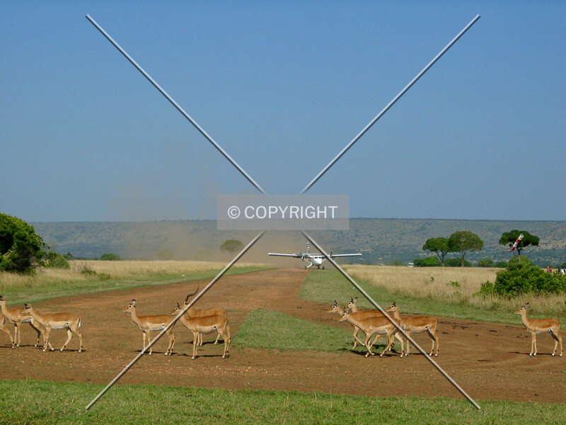Gazelles crossing runway in Africa