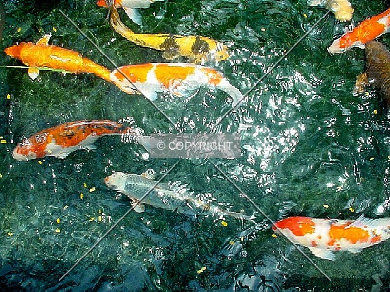Photo 437-842-477