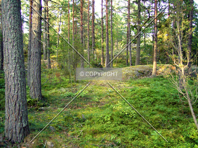 In the forest