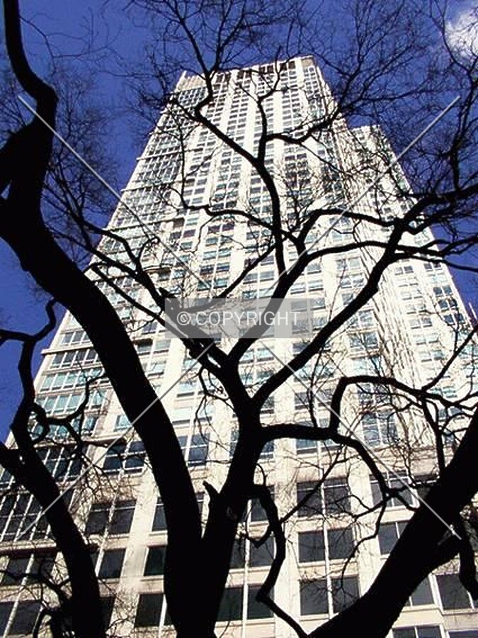 West facade through tree branches
