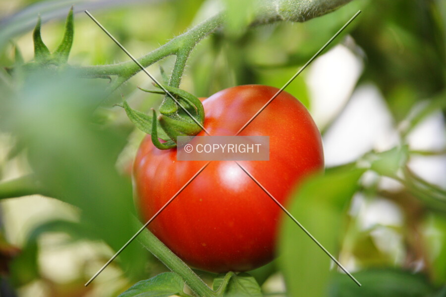 Tomato