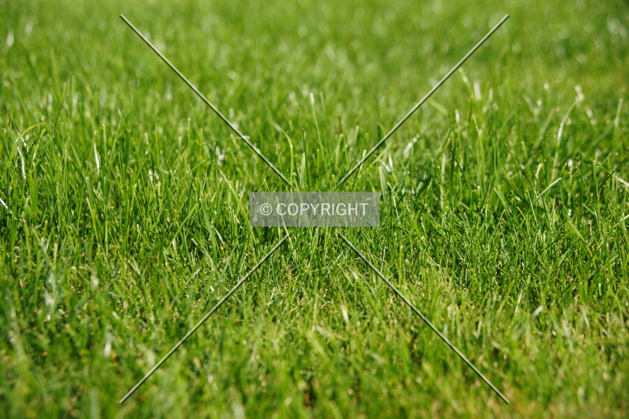 Lush grass