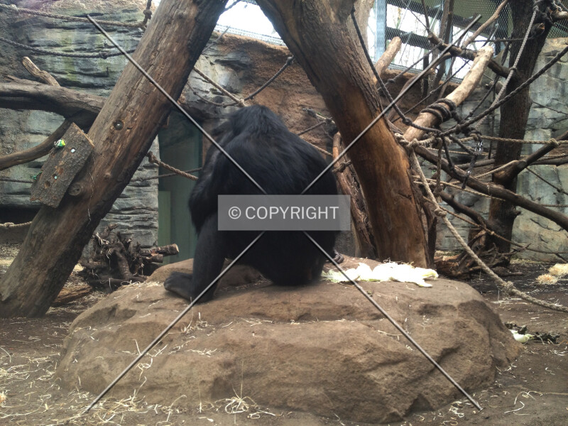 Photo 725-750-011