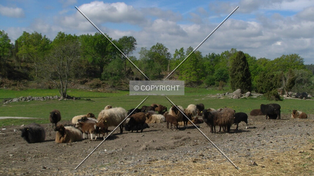 Photo 764-960-269