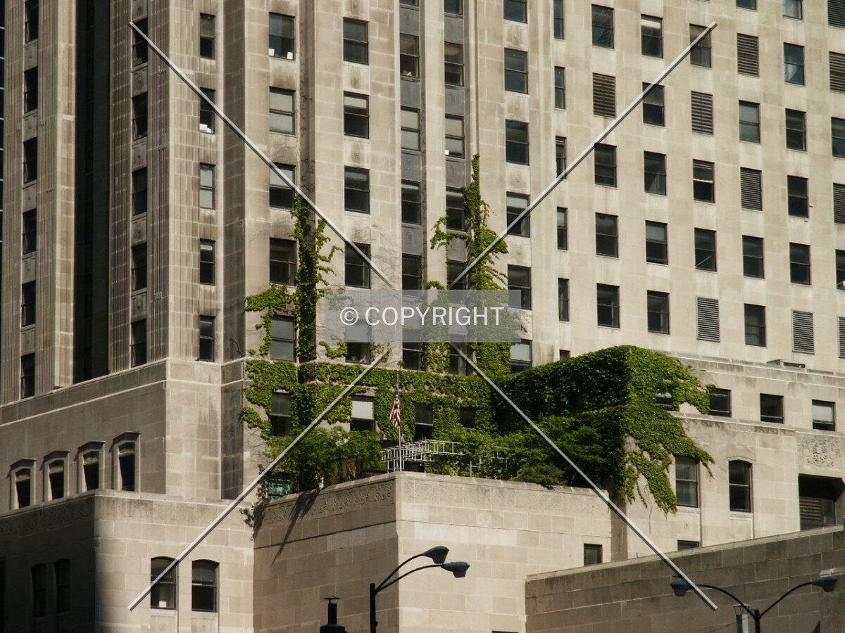 Ivy growing on the southeast corner