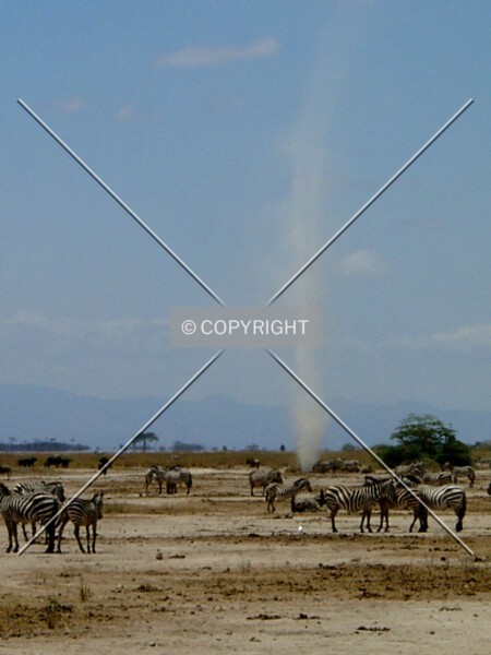 sandspout in the savannah with wildanimals around