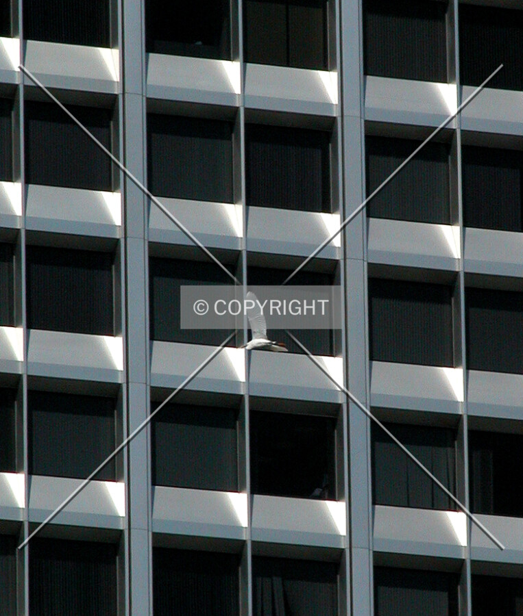 Lone gull against the building's windows