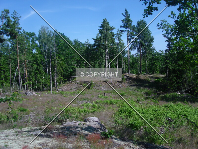 clearing in the forest