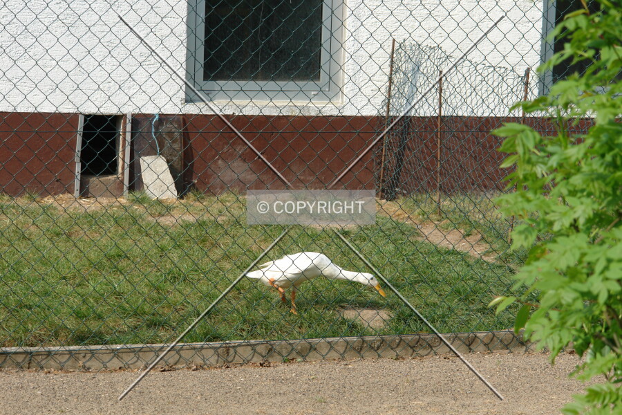 Photo 948-984-241