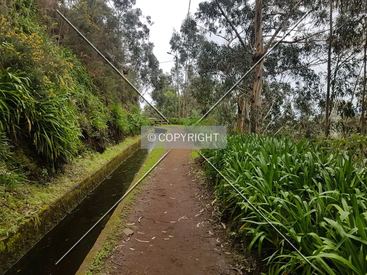 Levada da Ribeira da Janela