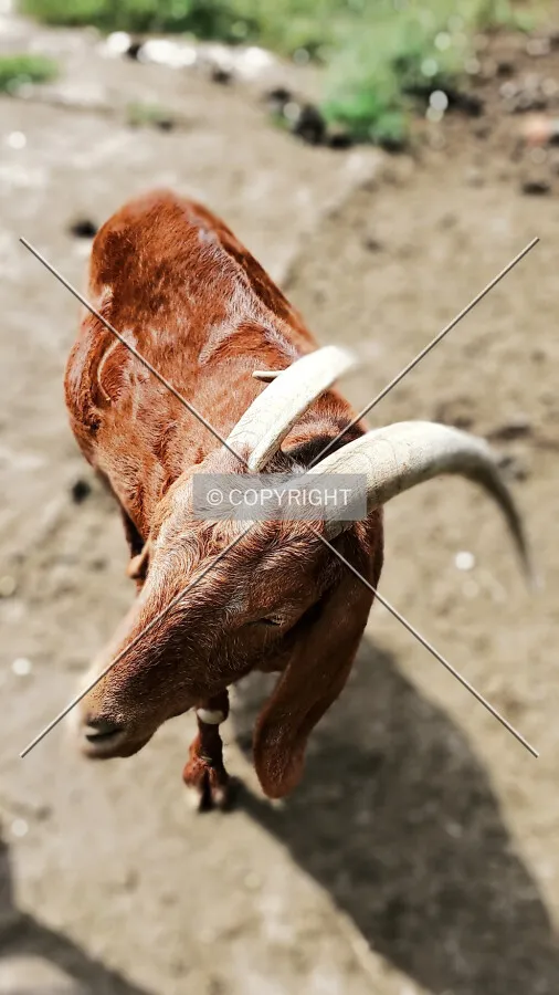 A goat