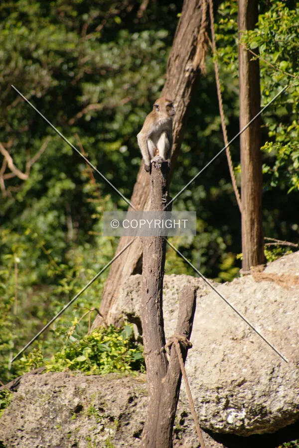 Photo 103-562-826