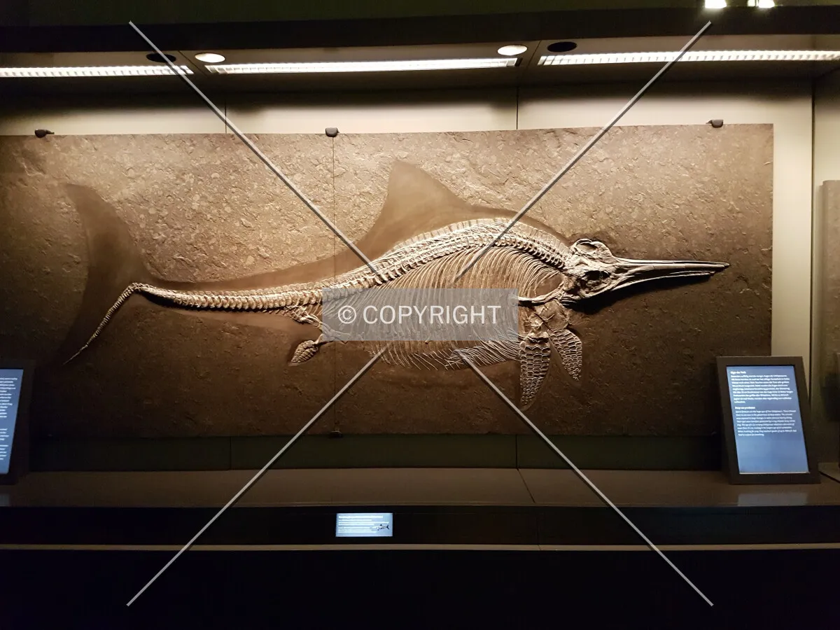 Photo 010-588-839