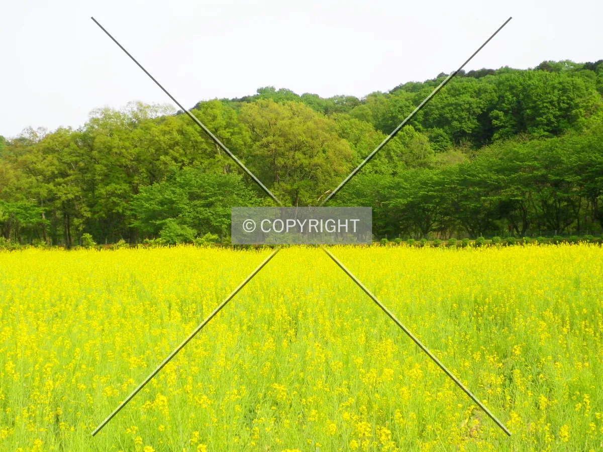Photo 010-606-251