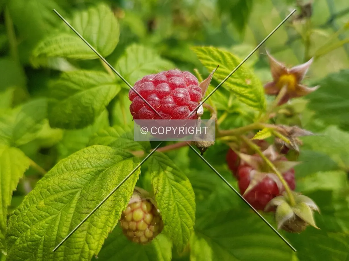 Raspberries
