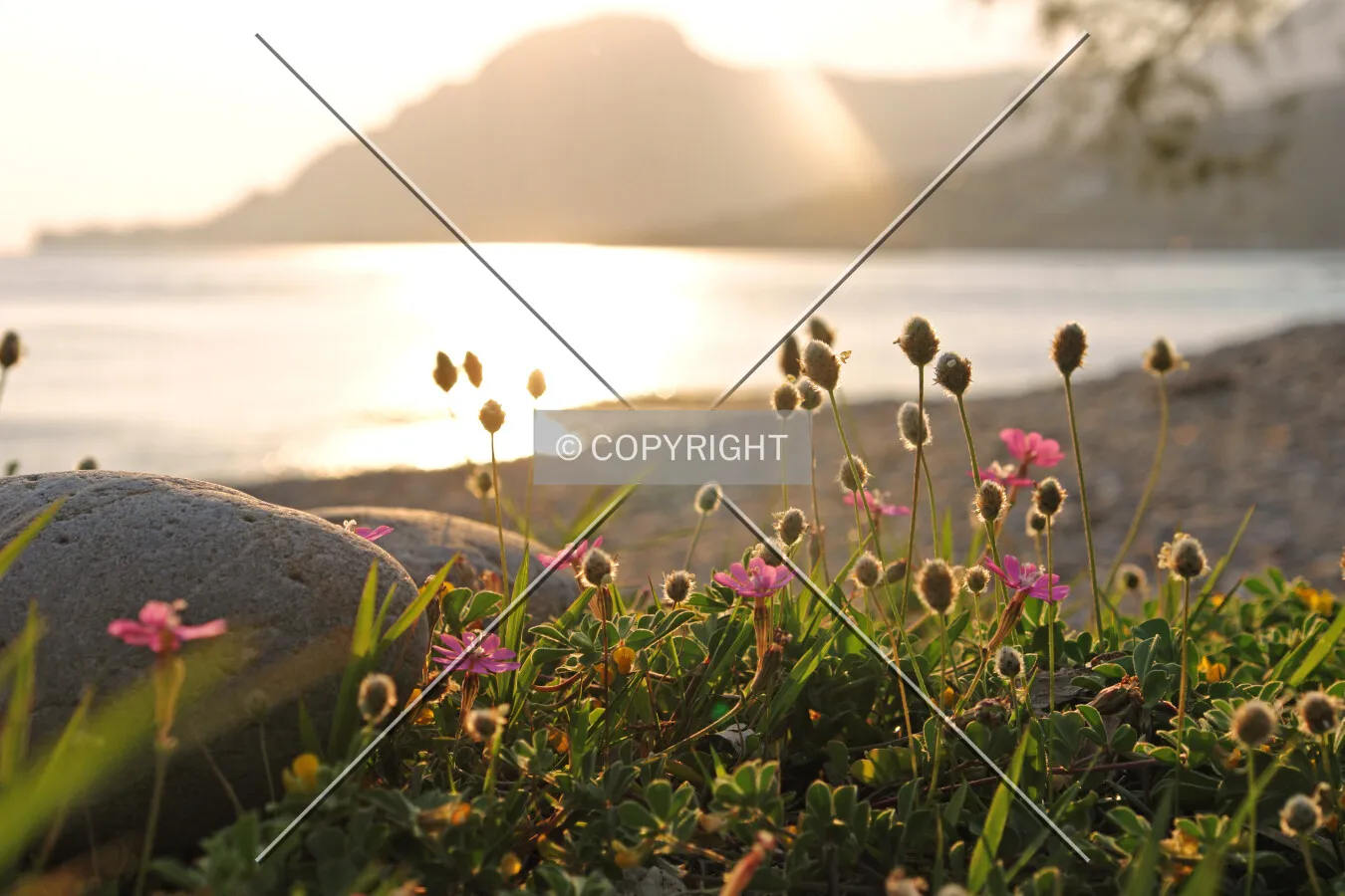 flowers on the beach during sunset
