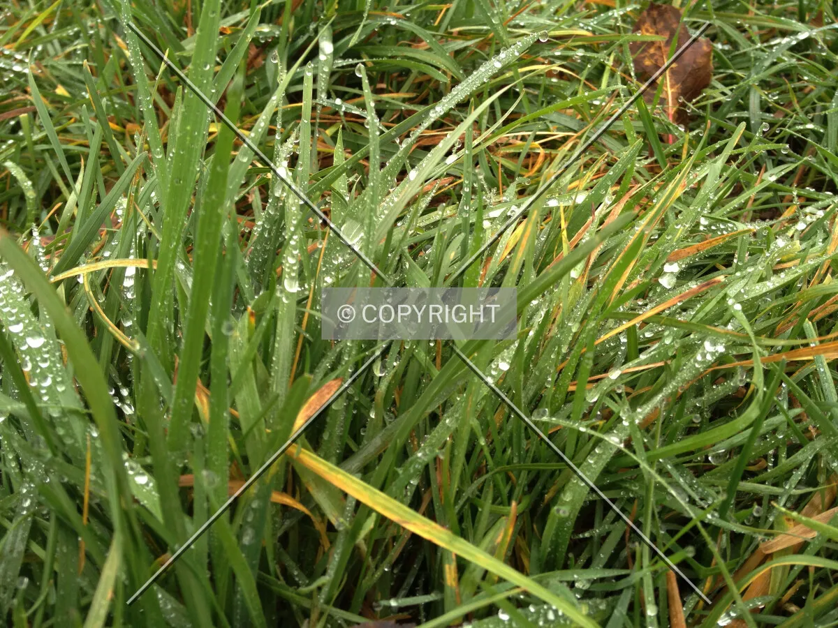 Wet grass