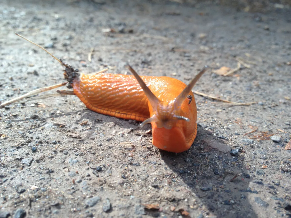 Photo 011-232-532