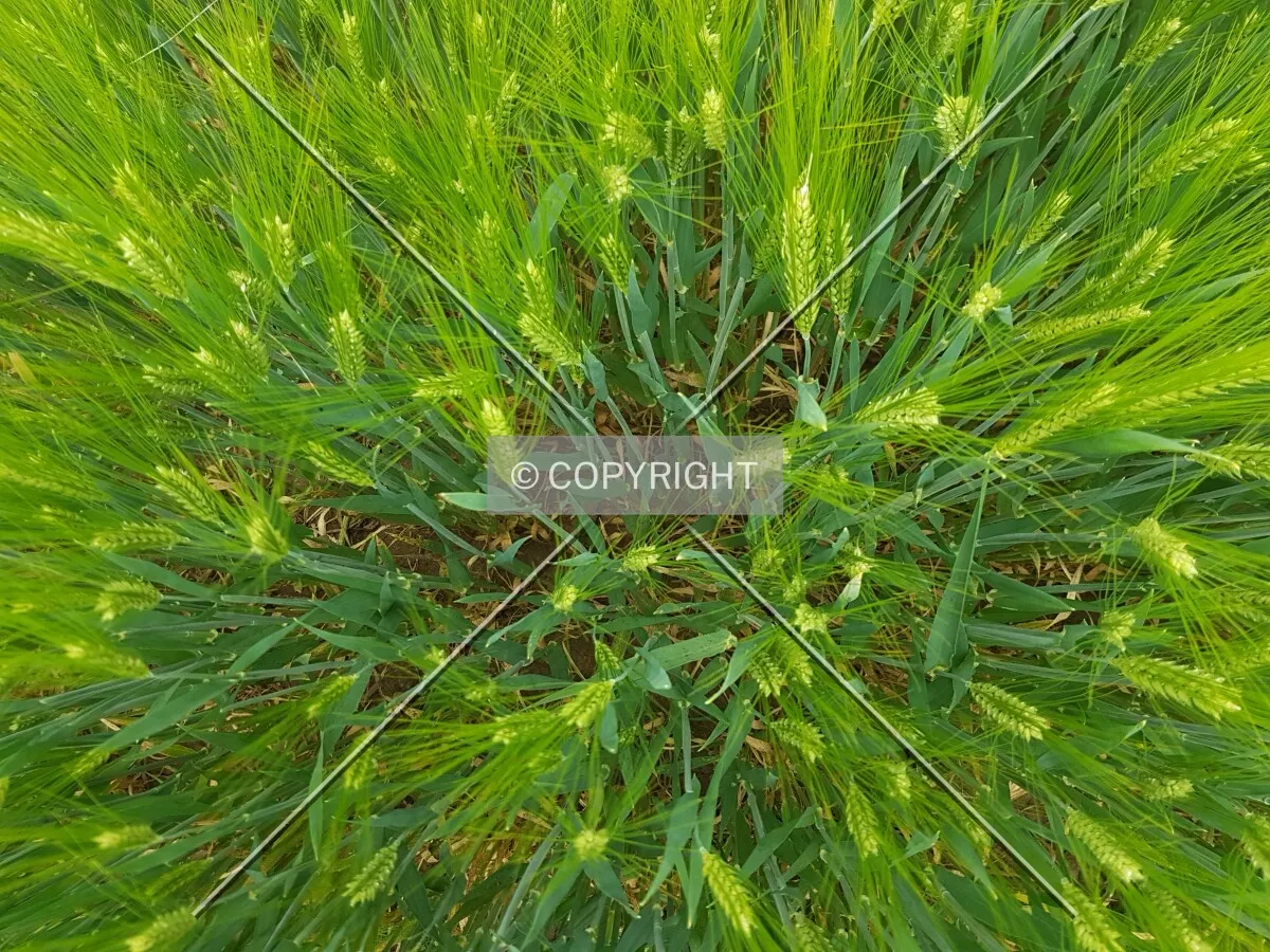 A green cornfield