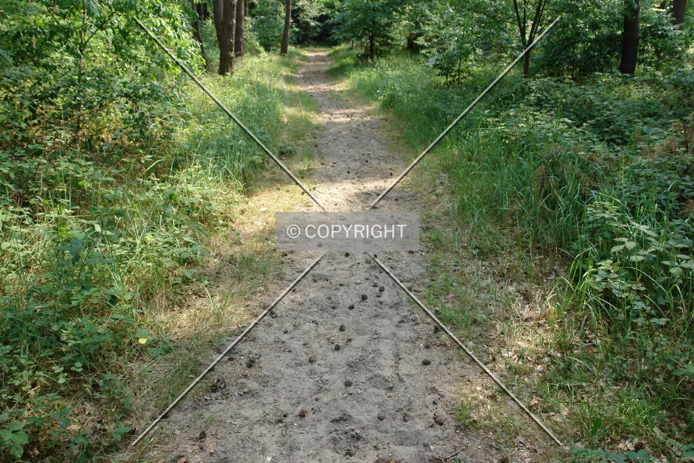 A horsepath in a forest