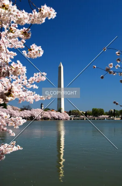 Photo 118-276-331