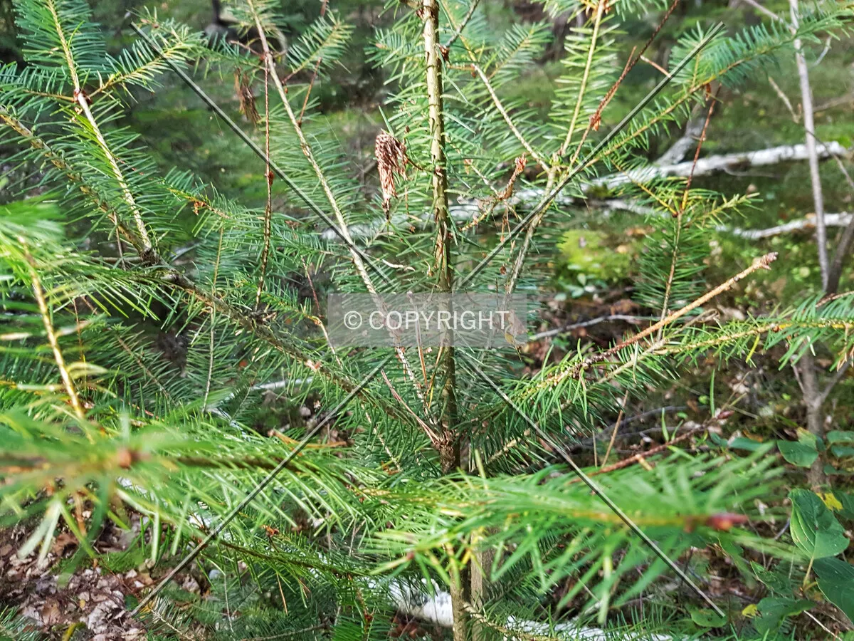 Photo 118-360-715