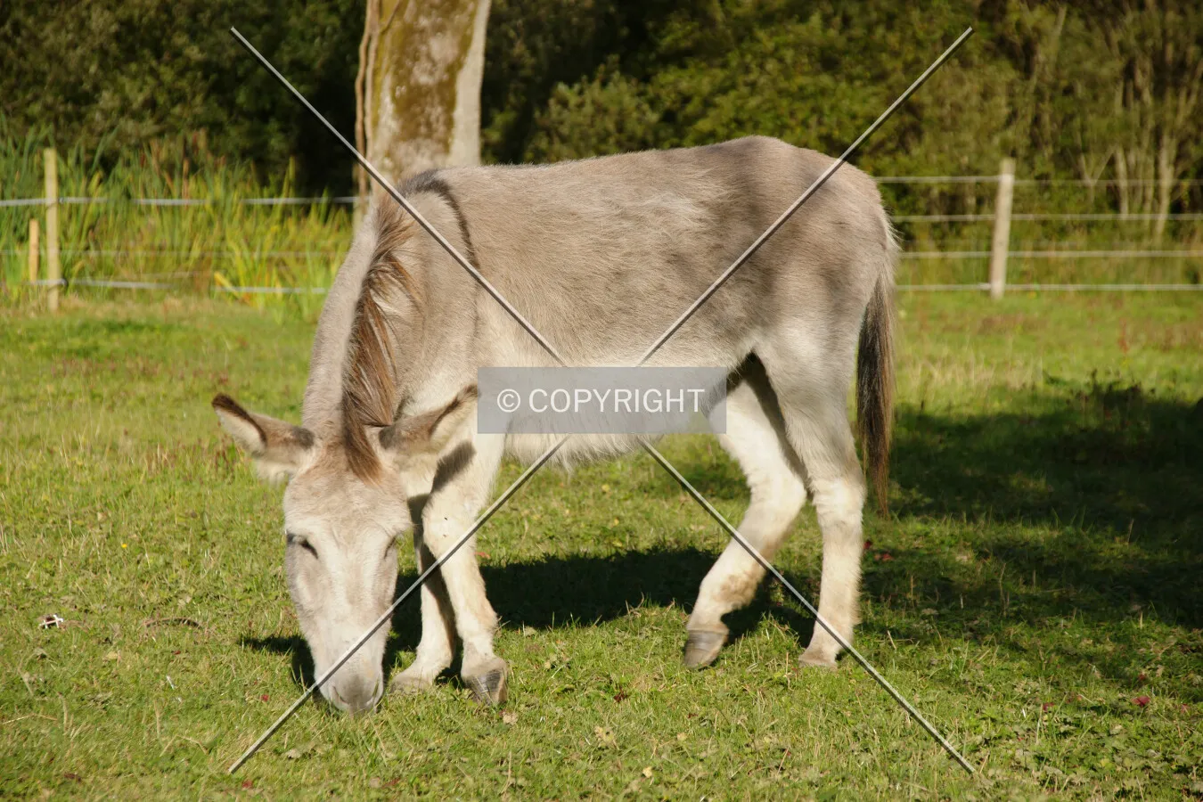 A donkey grazing in a meadow