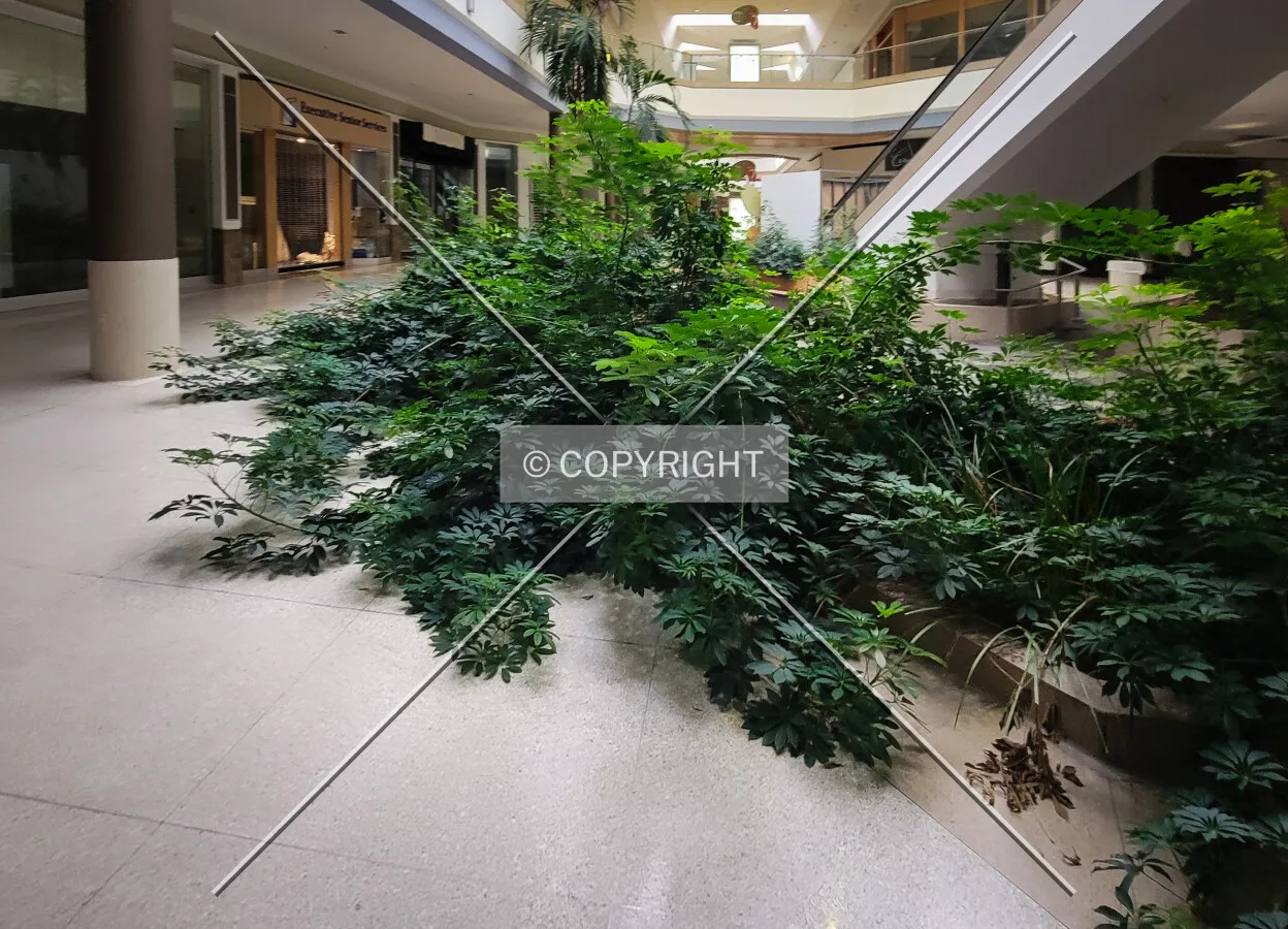 Plants around the first-floor seating area in front of the former Dillards Department Store overgrown into the walkway; October 28, 2023