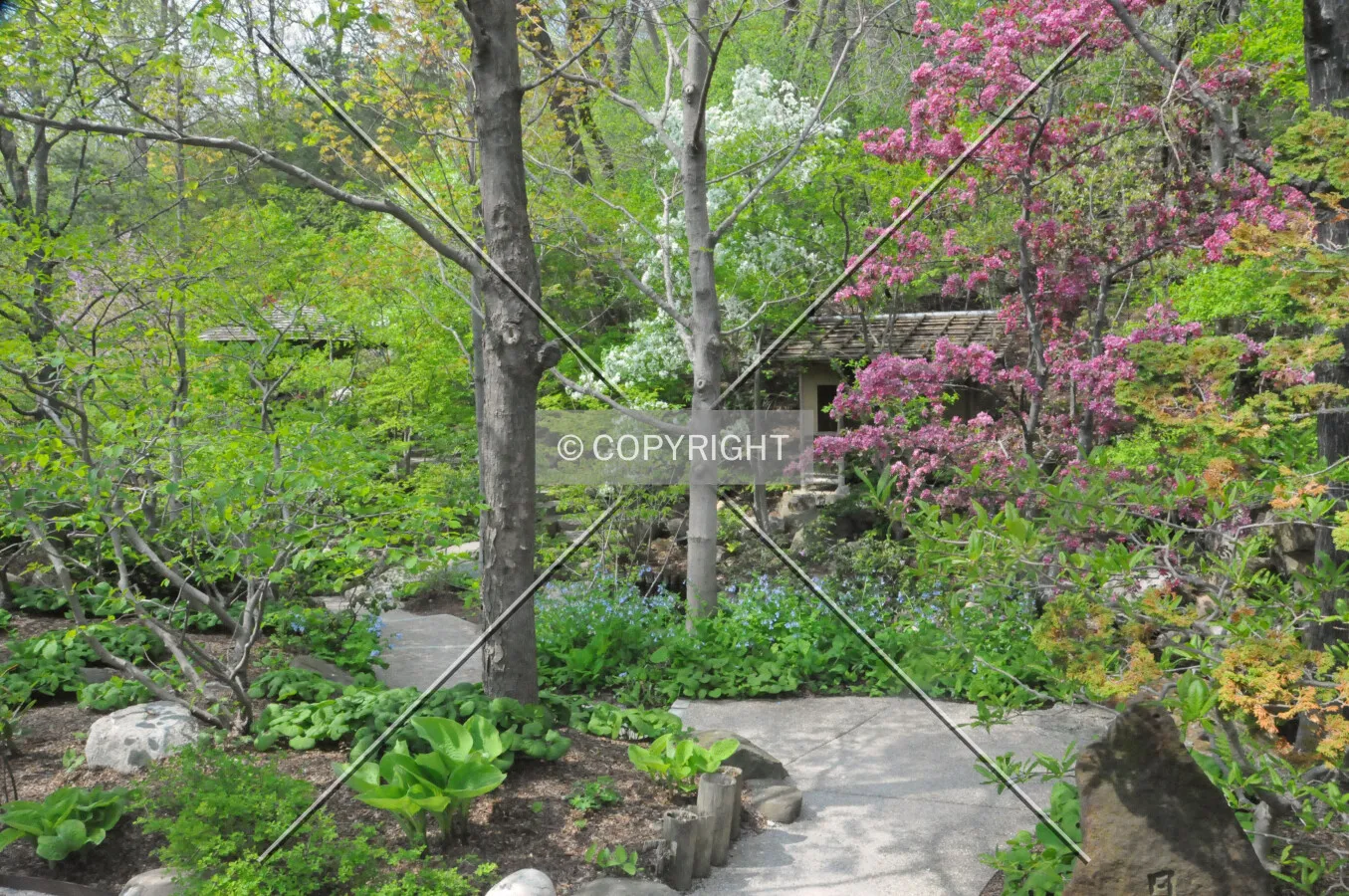 Springtime in Anderson Gardens
