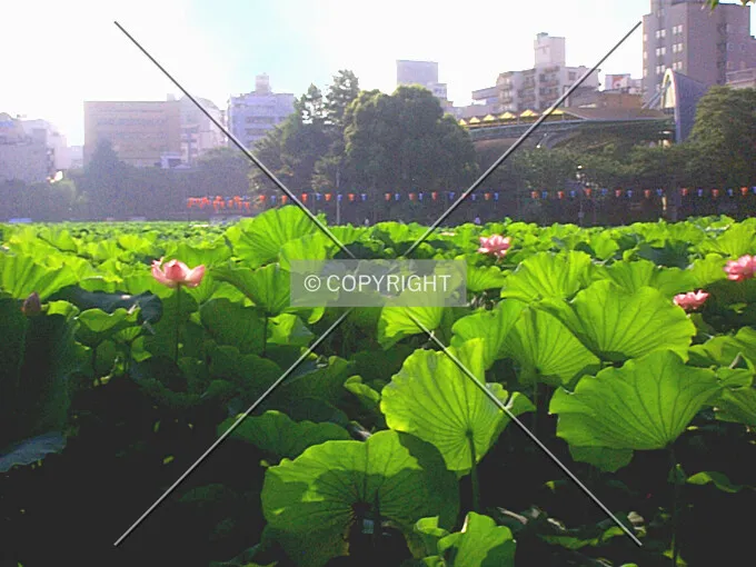 Photo 123-189-966