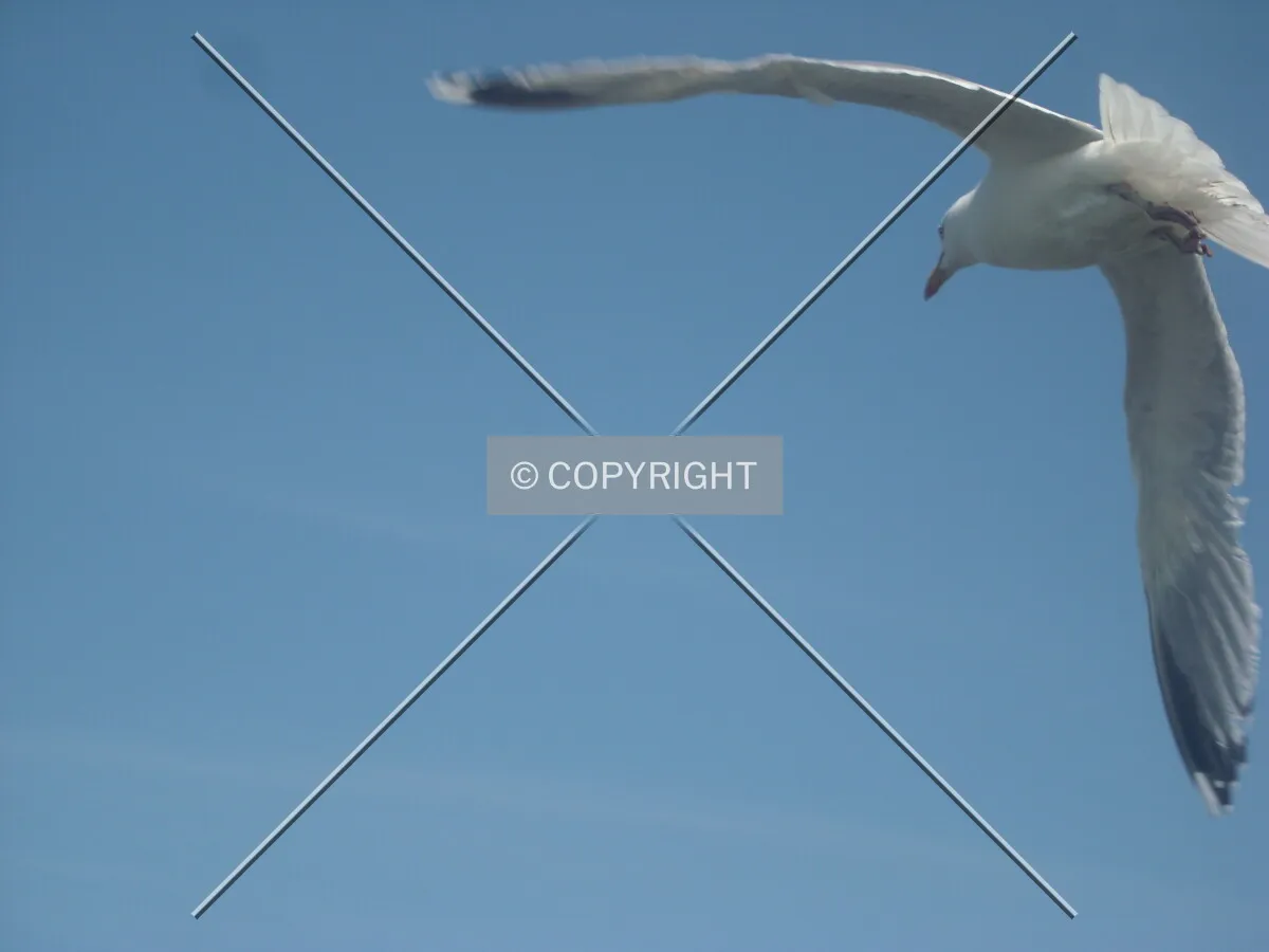 a flying seagull