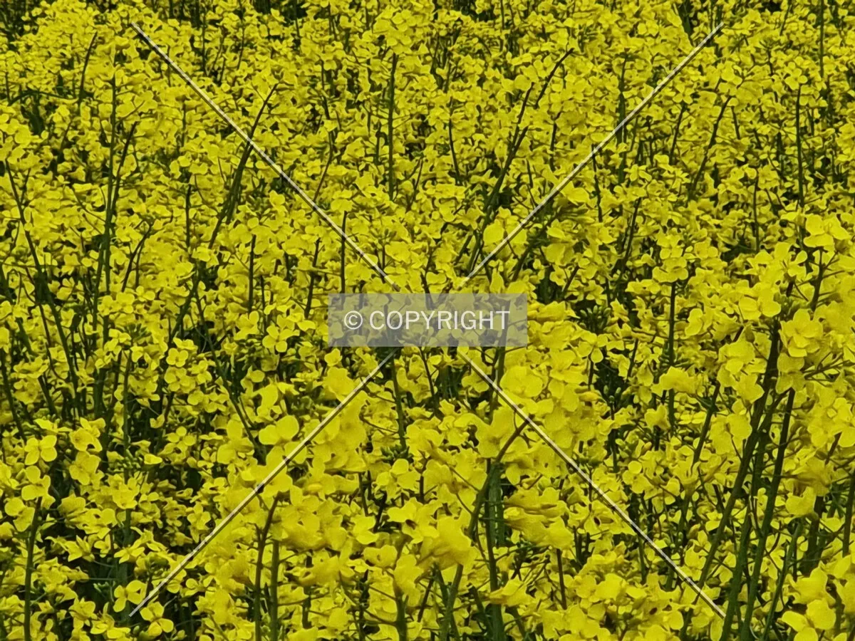 Photo 125-516-072