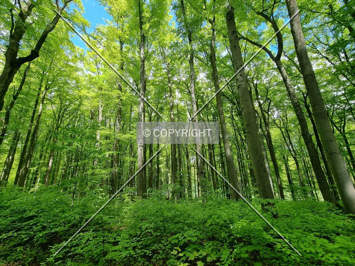 Simply trees in a forest