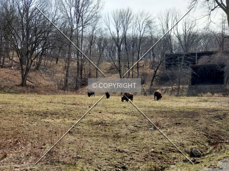 Photo 127-626-833