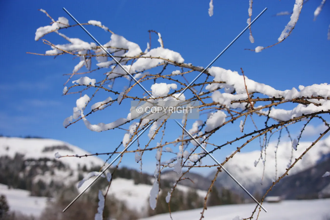Branches in front of a winter landscape