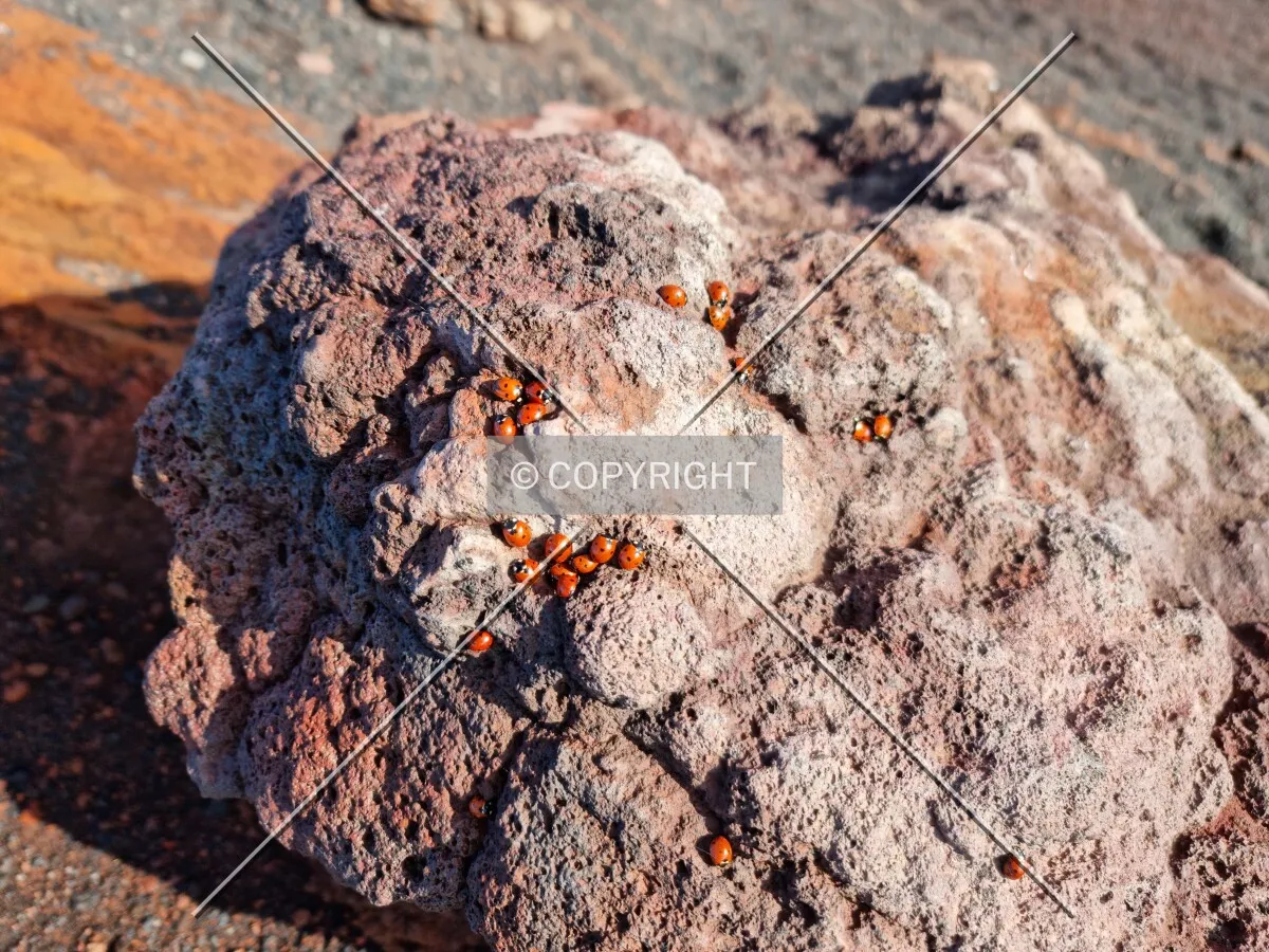 Photo 131-614-915