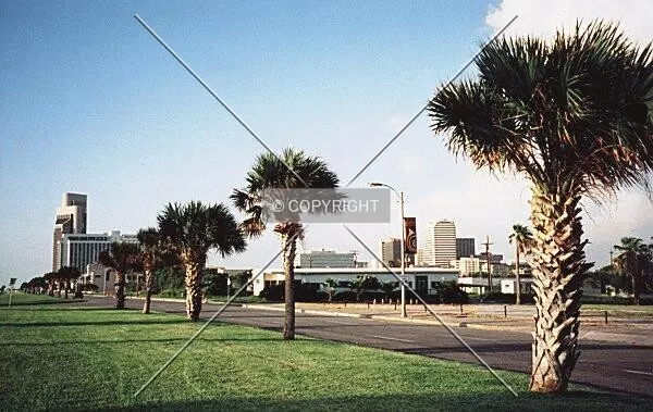 Downtown with palm trees from Shoreline Boulevard