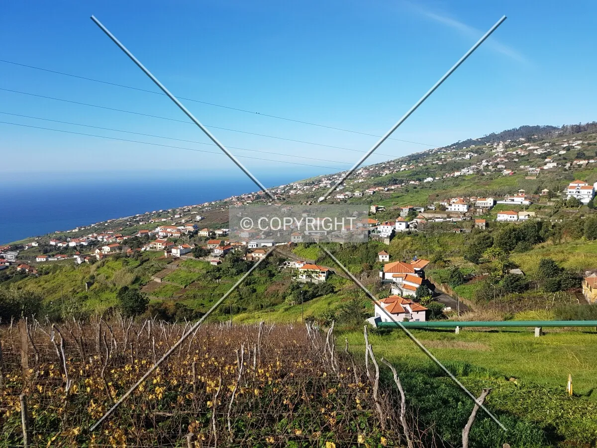 Photo 135-333-774