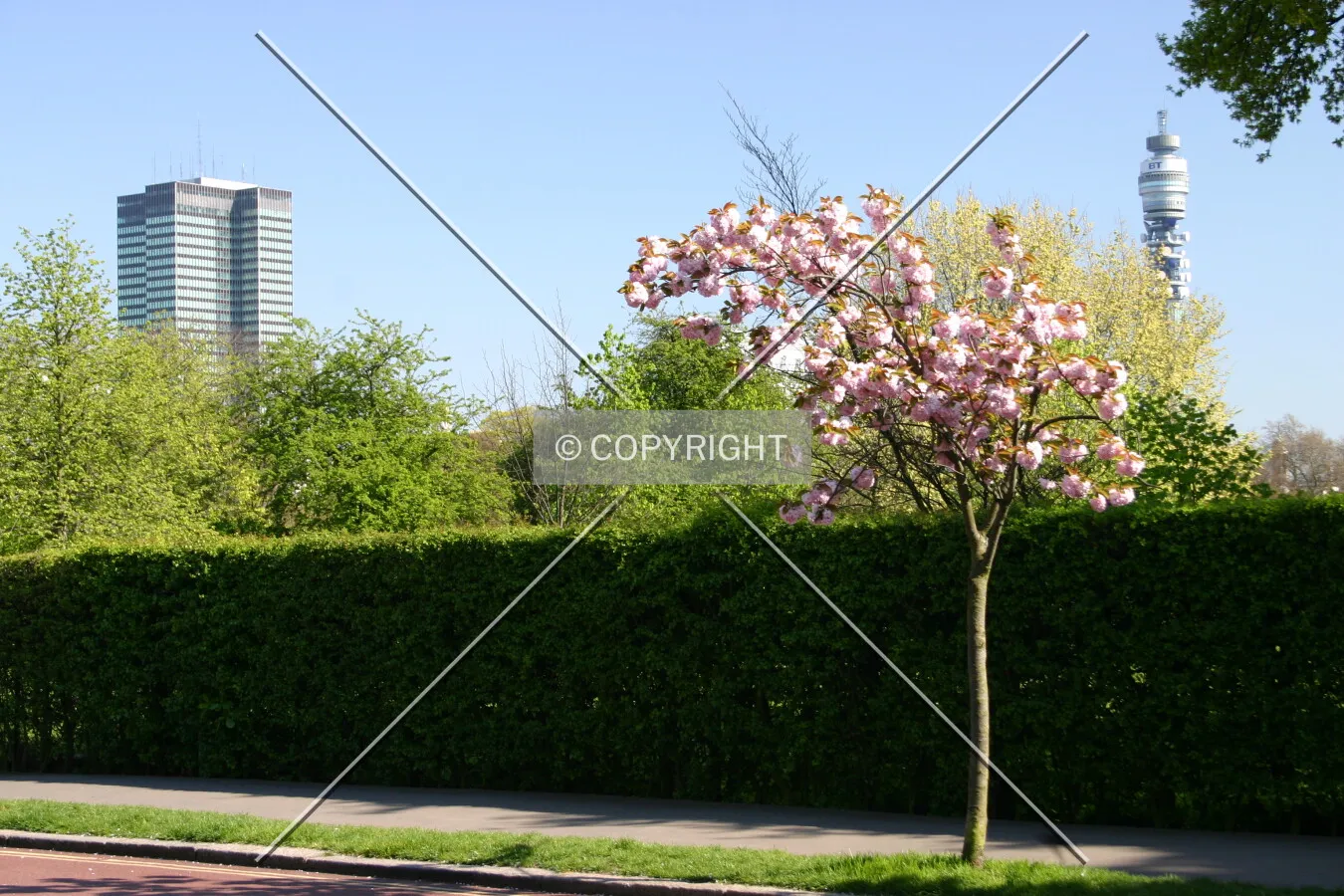 Euston Tower (left) and the BT Tower frame some spring blossom