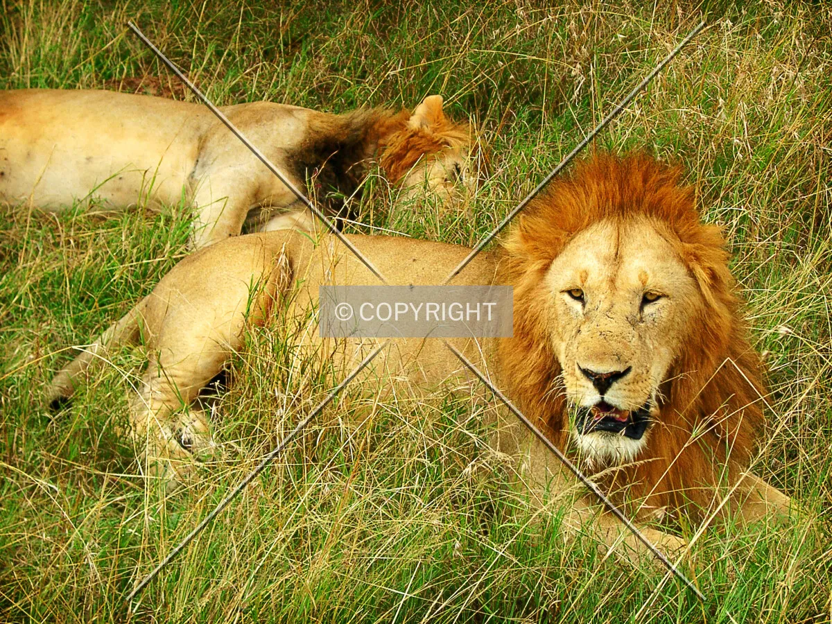 Photo 139-456-038