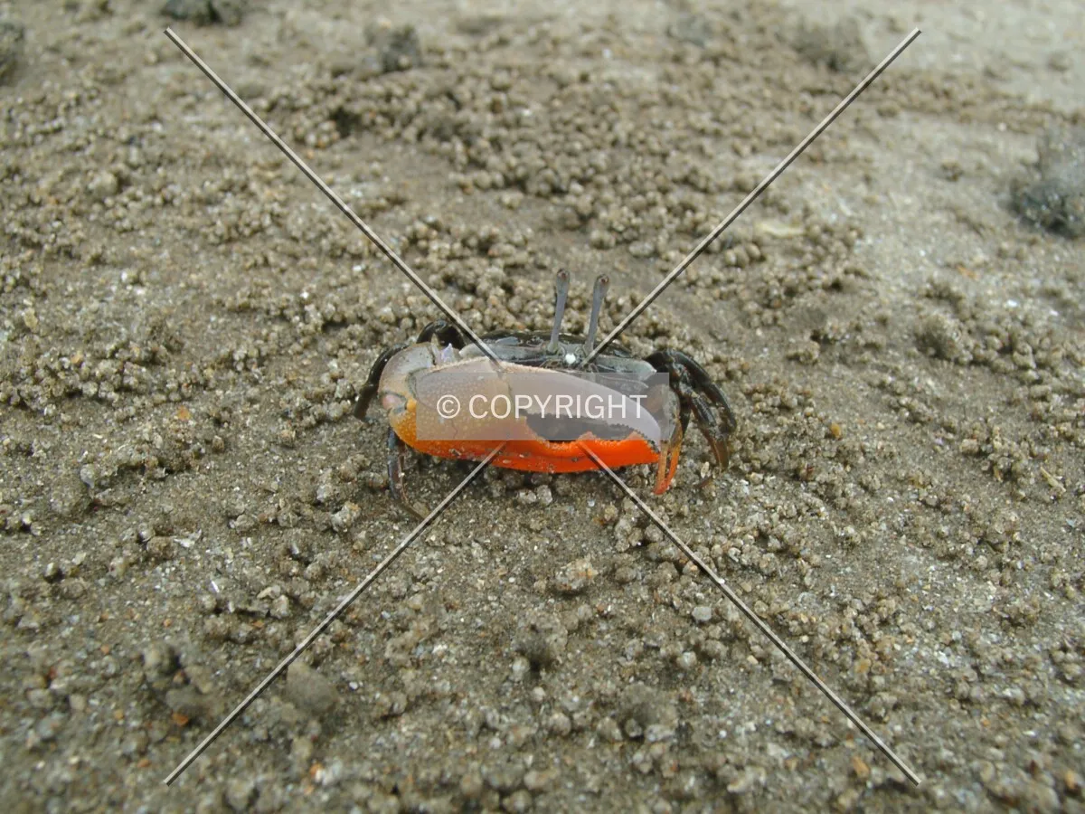 fiddler crab in the sand